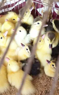 جوجه اردک اسرائیلی و مرغ و خروس محلی لاهیجان