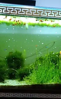 اکواریوم با وسایل