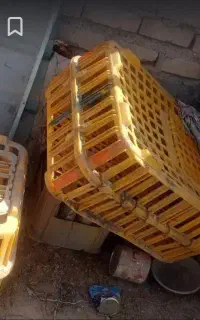 سبد مرغ