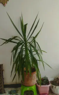 گل آپارتمانی یوکا