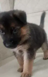 سگ ژرمن