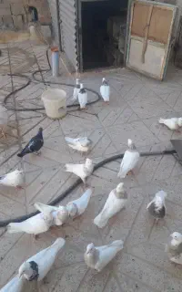 کبوتر کرم و‌کارتونی تعداد ۱۵ عدد
