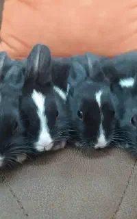 بچه خرگوش ۳ هفته ای