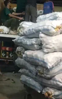 سیب زمینی پیاز هندوانه. سایر محصولات کشاورزی تهران