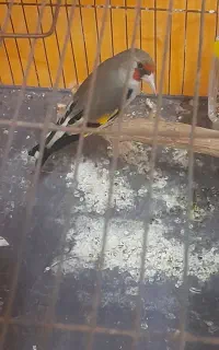 سهره