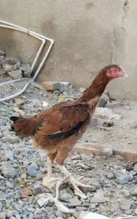 مرغ محلی تخم گذار