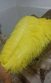 پر شترمرغ