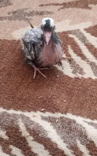۲عدد جوجه کبوتر