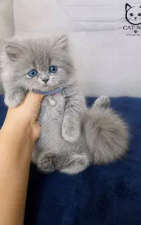 گربه های موبلند و موکوتاه
