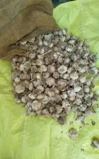 سیردرجه یک به فروش میرسد