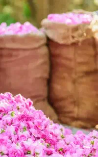 تورکاشان