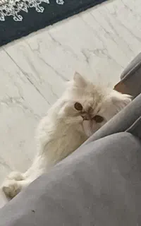گربه