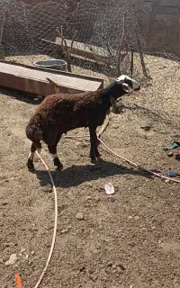 بره قوچی