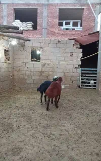 بره نر جنس دار