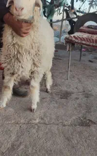 بره نر همو سفید