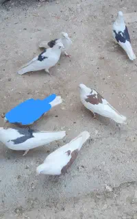 کفتر لک دوش