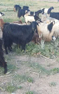 فروش بز ترکی ۳۰راس