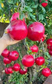 انار انجیر انگور پسته پیوندی نهال درخت نهالستان