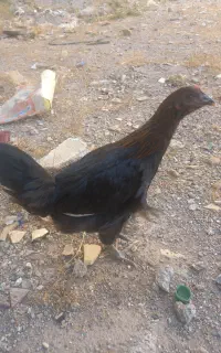 مرغ جوان