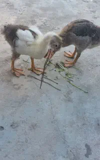 غاز نر و ماده