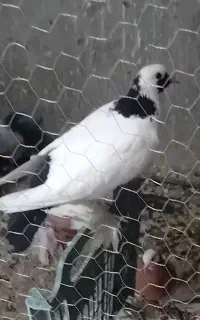 کبوتر دم سیاه