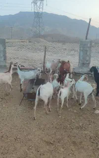 فروش بز