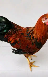 مرغ سالم و زیبا