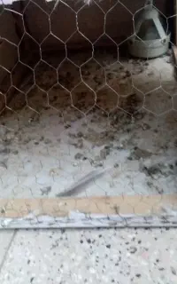 چخ کبوتر
