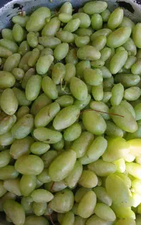 فروش غوره و ابغوره از باغدار مستقیم