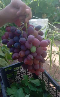 انگور سیاه دونه ها سفت هسته دار