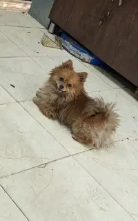 سگ گمشده