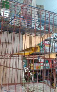 قناری ماده آماده آماده