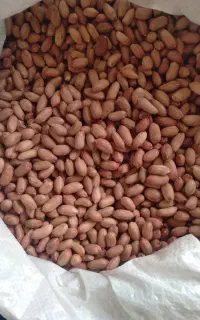 بادام زمینی گلی درجه یک