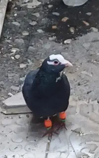 کفتر