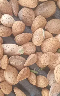 بادام سنگی