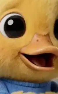 کبوتر ۴۰عدد