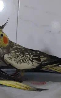پرنده ها گمشدن
