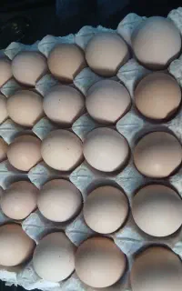 تخم برهما نطفه دار تعداد بالادارم تازه