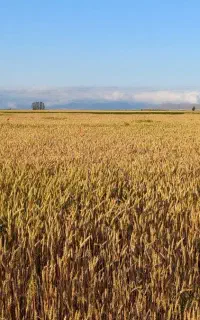 کاه گندم به صورت پرس شده ۹۰ سانتی و سنگین