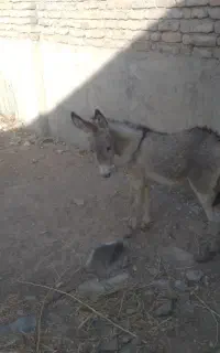 الاغ