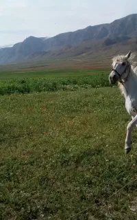 اسب اصیل