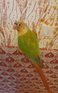 گرینچیک آناناسی دستی سخنگو با قفس و پایه