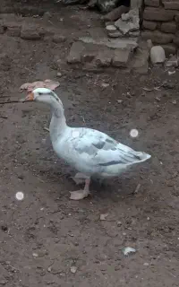 غاز نر بالغ