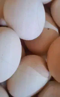 تخم مرغ محلی