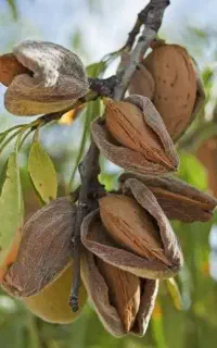 ارائه نهال بادام ممتاز  ریشه پرس