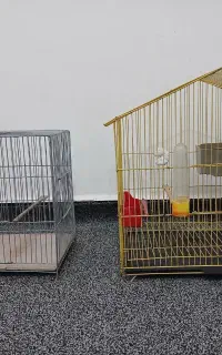 قفس پرنده