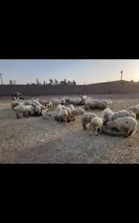 گوسفند