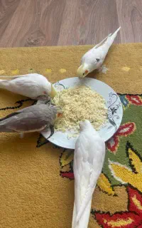 عروس هلندی آلبینیو (جفت)