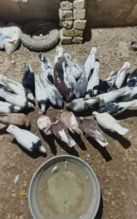 کبوتر شهری طوقی