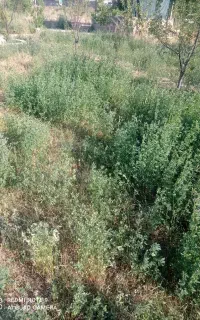 فروش رایگان یونجه